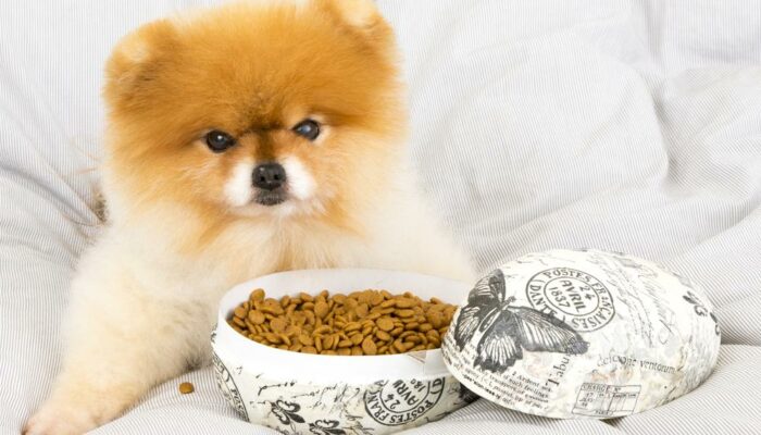 Dry vs. wet food – How to choose the best for your pet