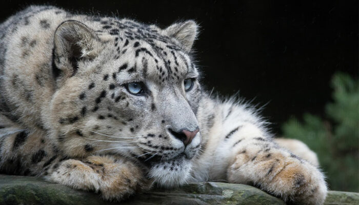 Snow leopard