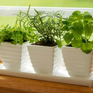 Think indoor gardening when outdoor isn’t possible