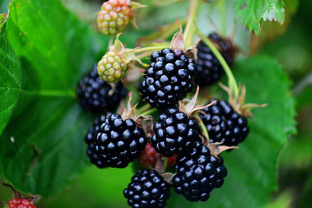 11 Superfoods to Help Beat Depression