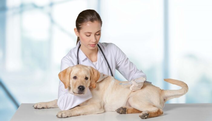 Exploring Online Pet Care Services in the Bahamas